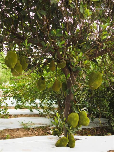 Vnr Jackfruit Vnr Nursery