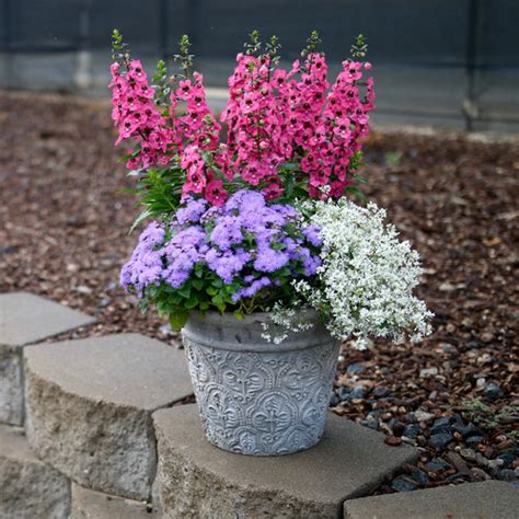 Artist® Blue - Flossflower - Ageratum hybrid | Proven Winners