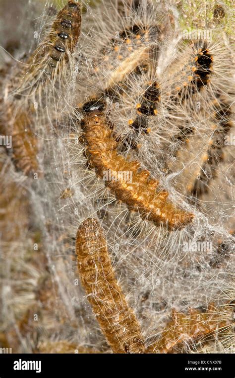 Oak Processionary Moth Hi Res Stock Photography And Images Alamy