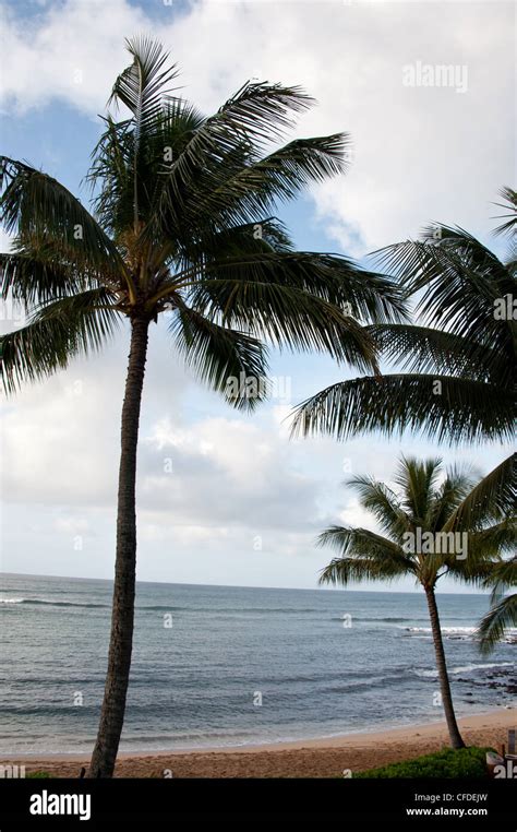 Palm trees on a beach at Kauai, Hawaii Stock Photo - Alamy