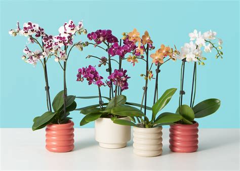 Cómo deben ser las macetas para orquídeas Orquídeas del Mundo