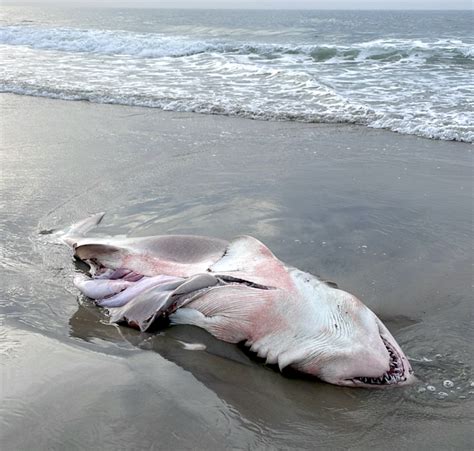 A Sand Tiger Shark Fearsome Looking But Harmless To People Washes Up