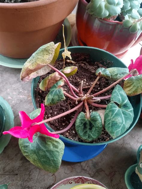 Is this cyclamen mites? : r/plantclinic