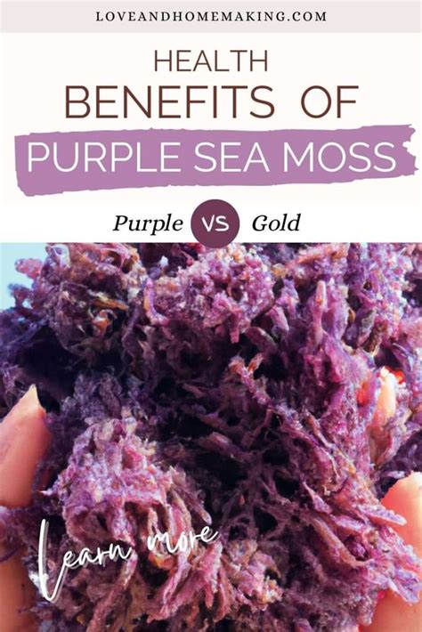 13 Purple Sea Moss Benefits (+ Gold vs Purple Comparison) - Love and ...