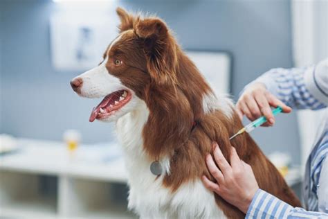 Check Up Veterinário Entenda Como Funciona Petlove