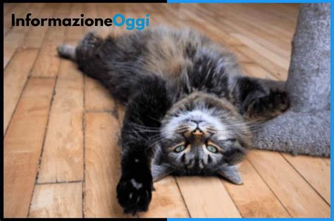 Il Gatto si rotola sulla schiena e il motivo è incredibile e non tutti