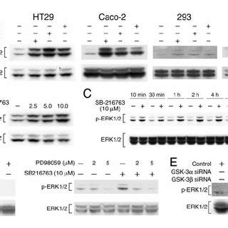 Gsk Inhibition Induces Phosphorylation Of Erk In Ht Cells