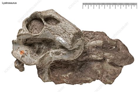 Lystrosaurus dinosaur fossil - Stock Image - C009/9972 - Science Photo ...