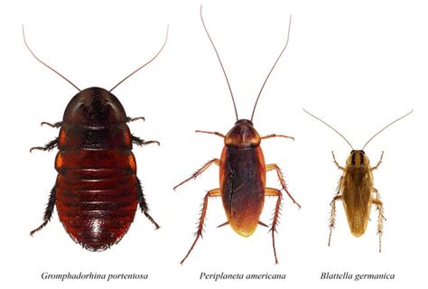 How To Get Rid Of Roaches Do It Yourself Pest Control