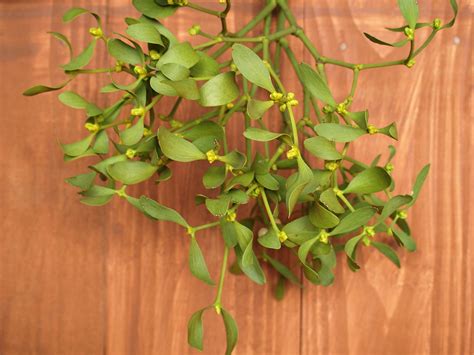 How To Grow Mistletoe Gardening With Charlie