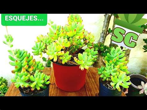 Como Reproducir Sedum Por Esquejes Sedum Pachyphyllum YouTube