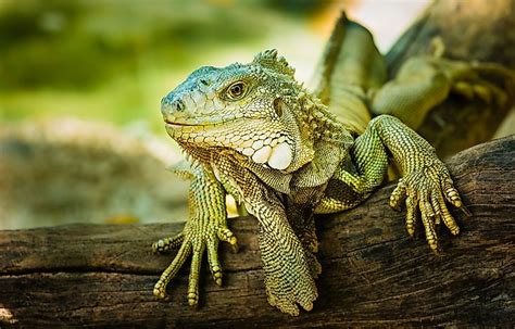 Types of Lizards - WorldAtlas.com