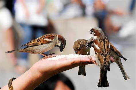 Voilà pourquoi il ne faut jamais donner du pain aux oiseaux Trucs et