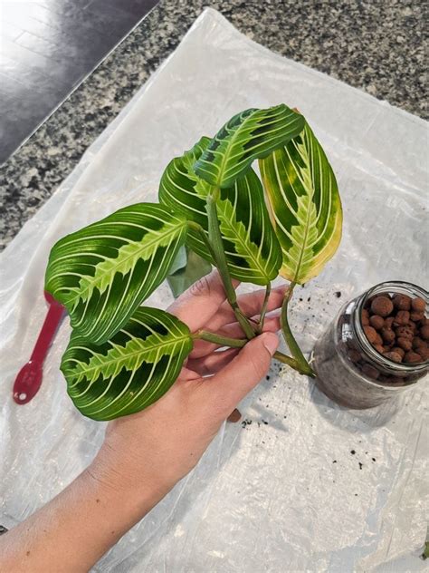 Prayer Plant Propagation And Rooting Maranta Leuconeura From Cuttings