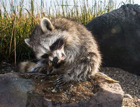 The Symptoms of a Sick Raccoon | Critter Control Dallas