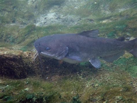 White Bullhead Fishes Of Middle Georgia Inaturalist