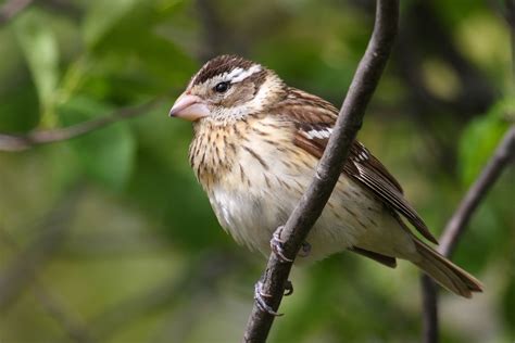 Rose Breasted Grosbeak Flora Y Fauna En Miradores De Sisal Yucat N