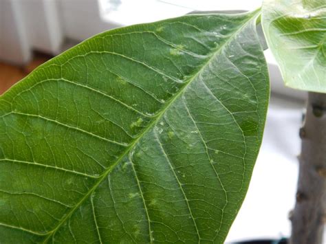 Does My Plumeria Have The Dreaded Frmv Virus Or Fungal Infection In