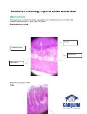 Digestive System Answer Sheet Bio Docx Introduction To Histology