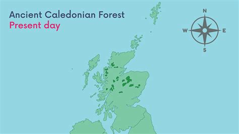 Scotland Geography Forests P5 P6 P7 Second Level Classroom