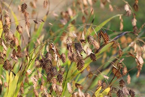 Native Prairie Grass Matrix Seed Mix Erosion Control Pure Air Natives