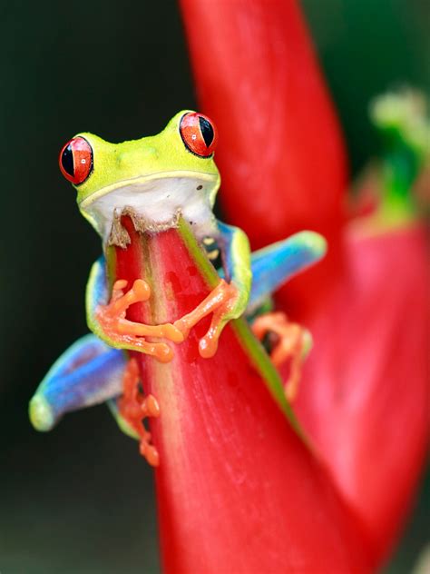 red eyed tree frog adaptations - Von Rust