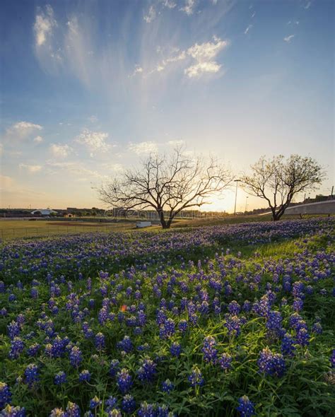 Texas Bluebonnet Field At Sunrise Stock Photo Image Of Rolling