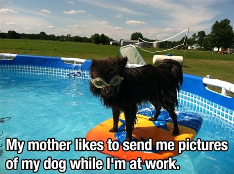 Really Funny Stuff ...: Surfing Dog ... Cowabunga Dude