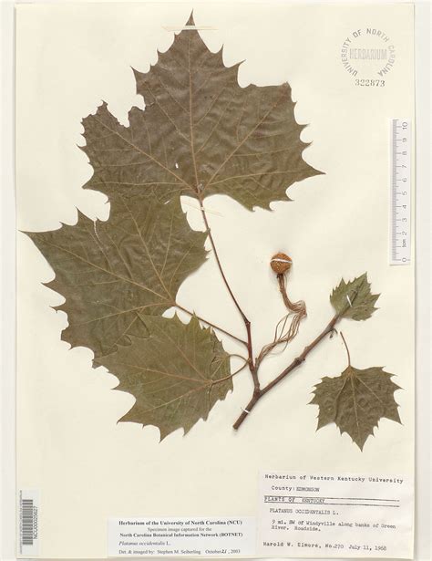 Plant Information Center - Platanus occidentalis