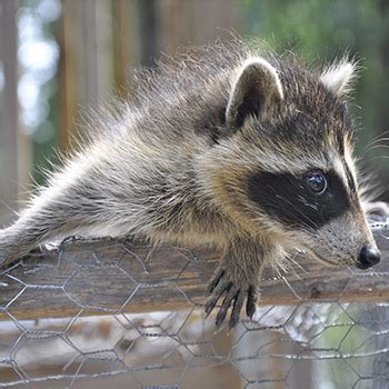 How To Keep Raccoons Away From Your Property