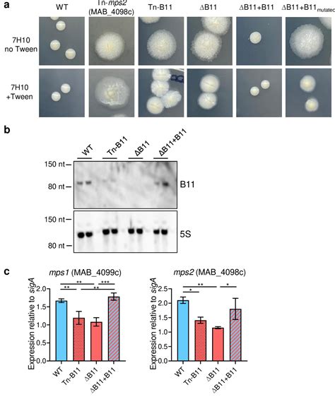 Figure From The Small Non Coding Rna B Regulates Multiple Facets Of