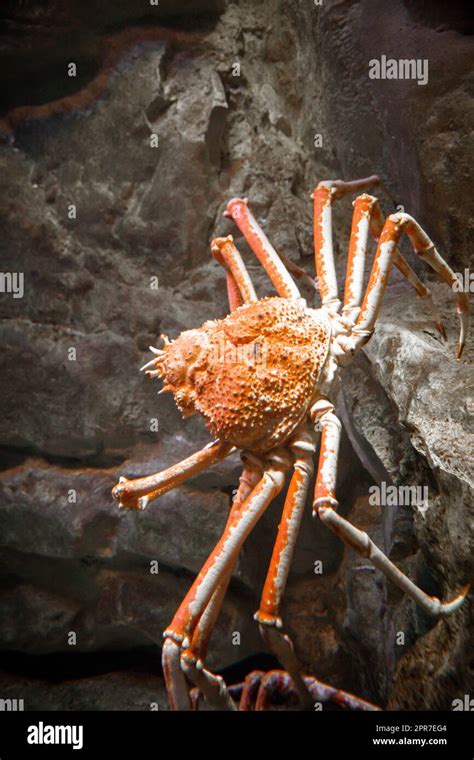 Spider crab close-up view in ocean. Sea life Stock Photo - Alamy