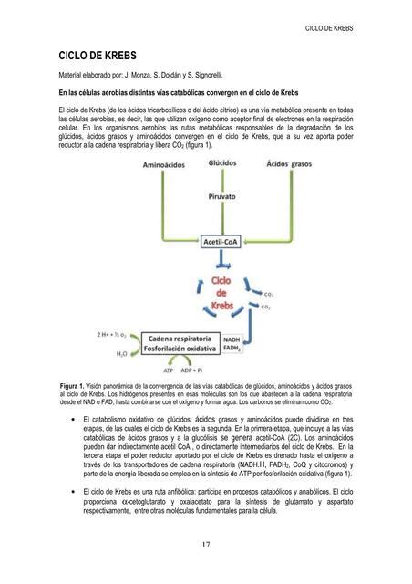 Ciclo De Krebs Eylian Alayna Baptista Vargas Udocz