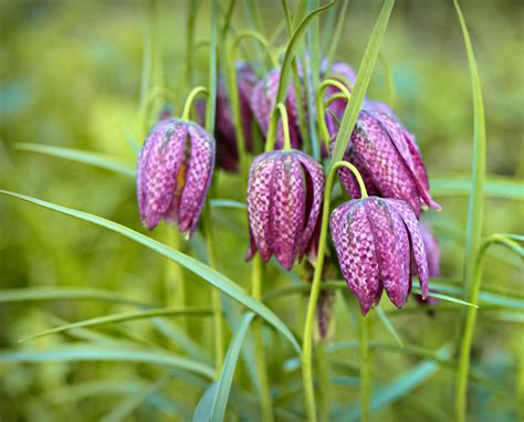 Fritillaria Care: Complete Fritillaria Growing Guide - Garden Lovers Club