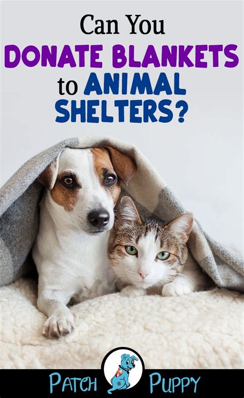 What To Donate Animal Shelter