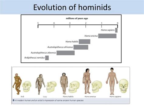 Ppt Evolution Of Hominids Powerpoint Presentation Free Download Id