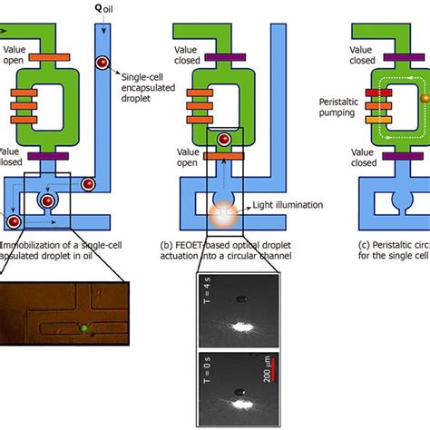 Processing Of Single Cell Droplets A A Single Cell In An Oil Droplet Download Scientific