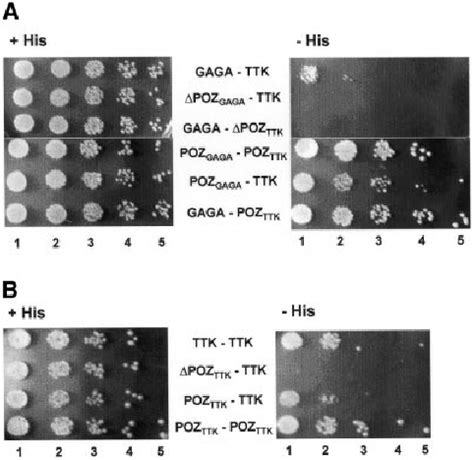 GST Pull Down Assays Of The Interaction Of Recombinant TTK A And D