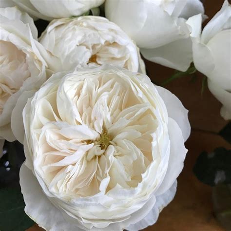 white garden roses varieties - Svetlana Stump