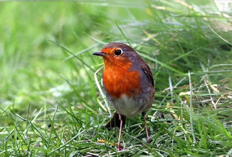 Rougegorge Familier Erithacus Rubecula European Robin Flickr