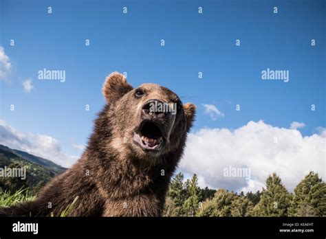 Close Up Looking Up At A Grizzly Bear Near Bozeman Montana Usa