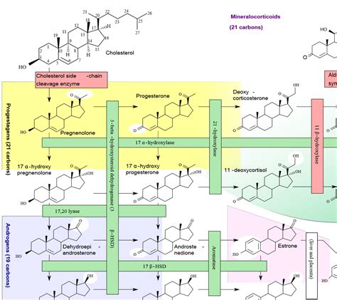 Drt Medicine Explained Steroidogenesis