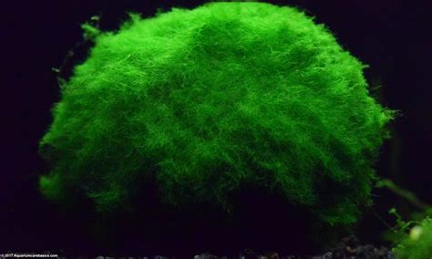 Marimo Moss Ball: Care, Water Parameters & Lighting - Video