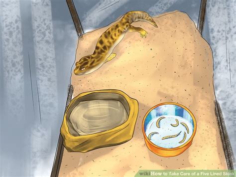 How to Take Care of a Five Lined Skink (with Pictures) - wikiHow