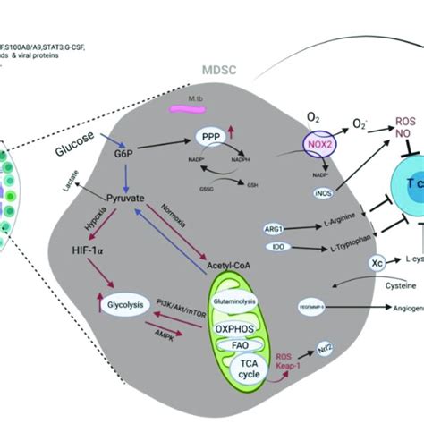 Illustration Of How Activated Mdsc Maintain Redox Homeostasis And How Download Scientific