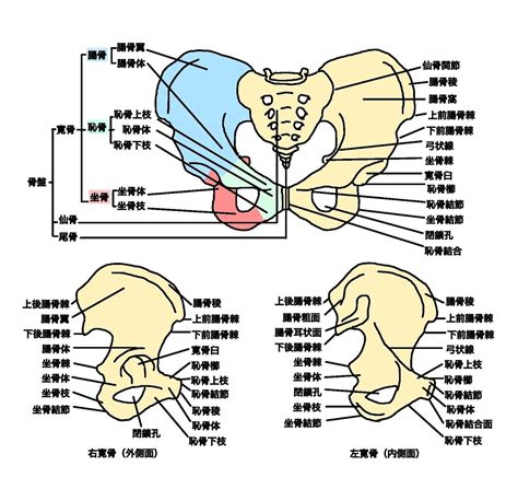 骨盤の解剖学