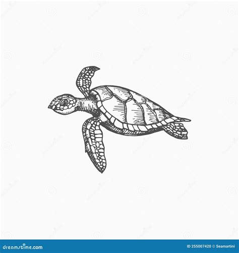 Sea Turtle Isolate Endangered Tortoise Sketch Icon Stock Vector