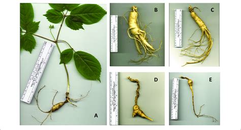 Comparative Appearances Of Different Types Of American Ginseng