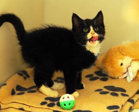 Kitten Survives 14 Mile Trip And Three Days Under Car Bonnet