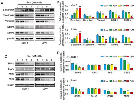 FAN Represses EMT And EMT Regulatory Factors In Colon Adenocarcinoma